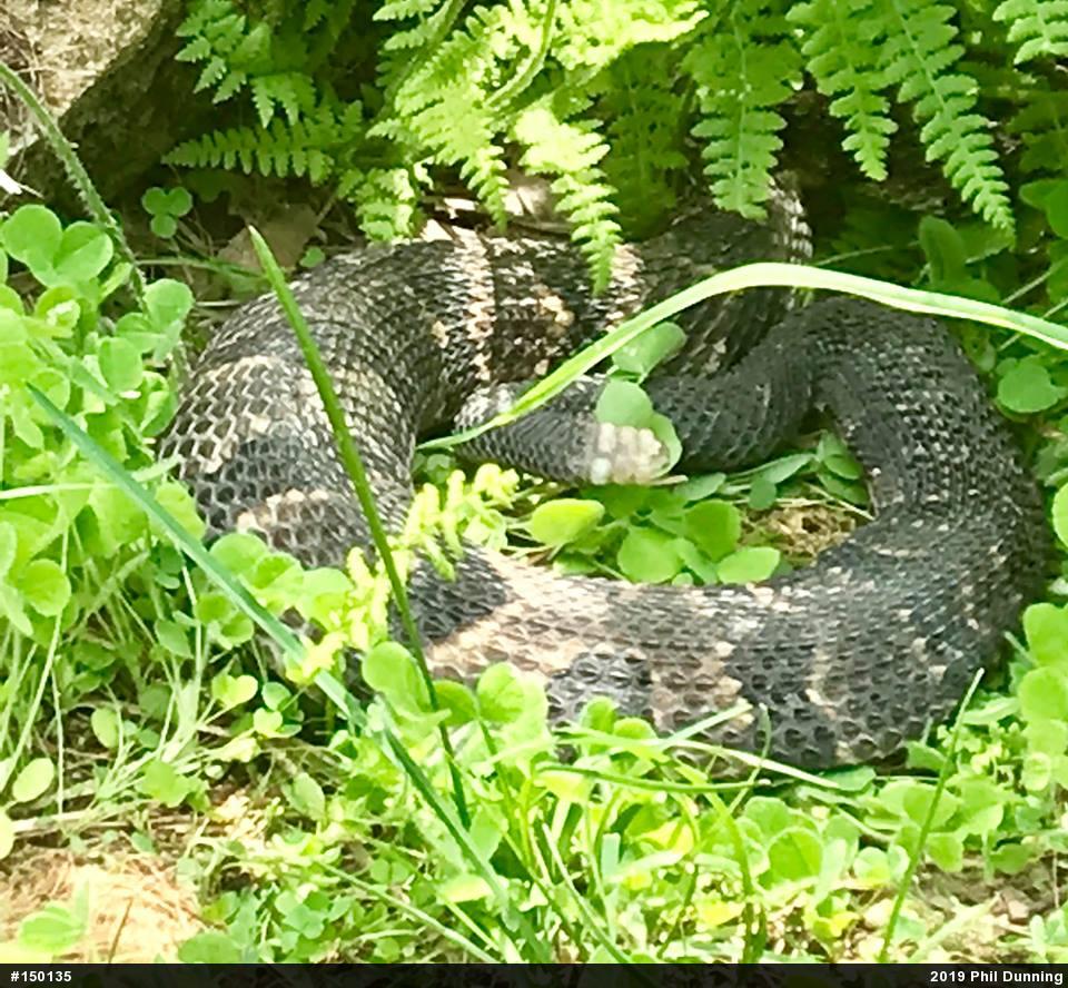 Timber Rattlesnake