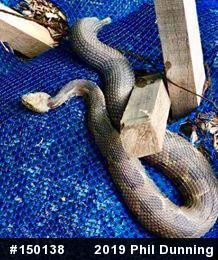 Timber Rattlesnake
