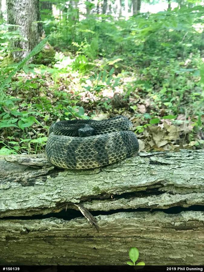 Timber Rattlesnake