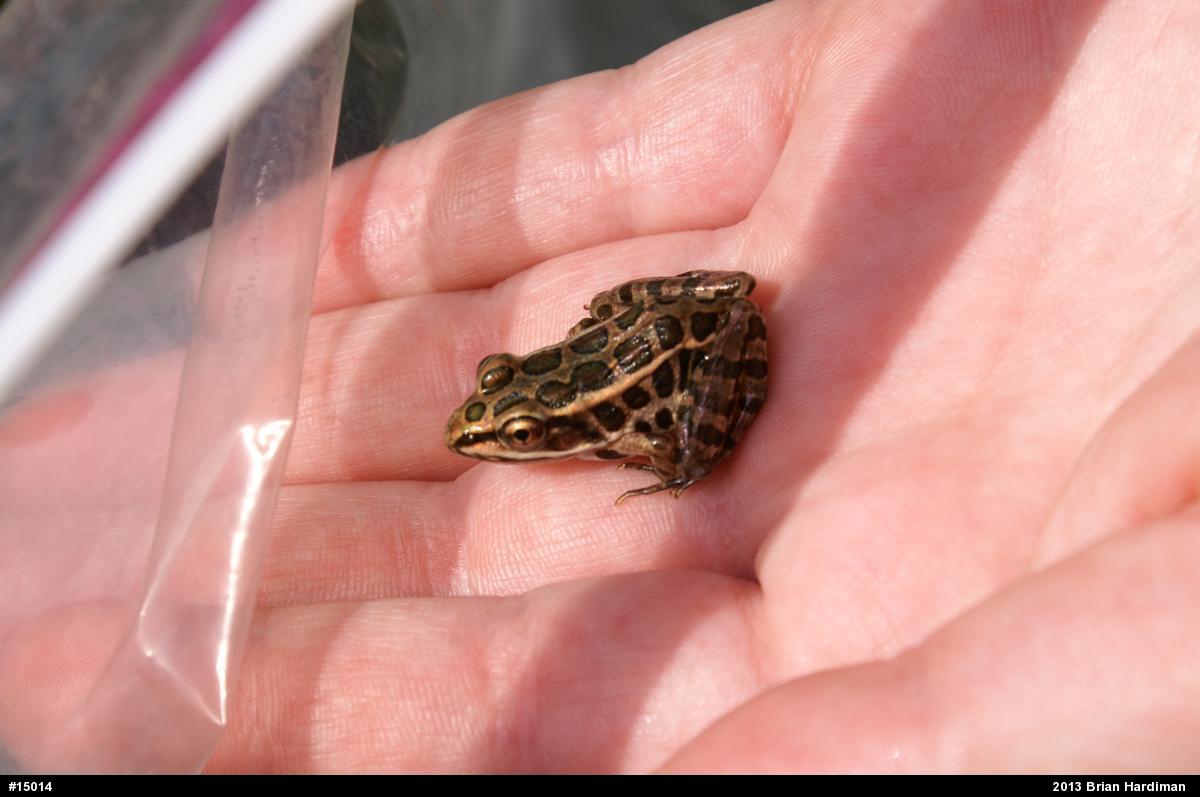 Pickerel Frog
