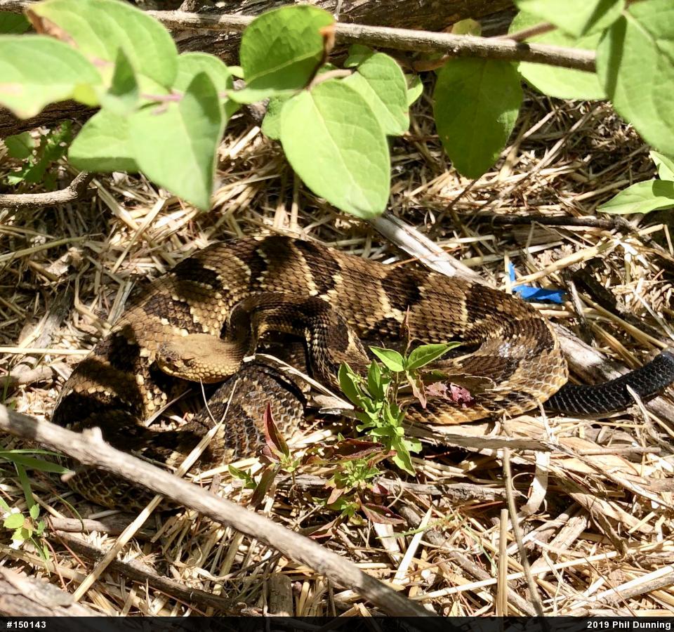 Timber Rattlesnake