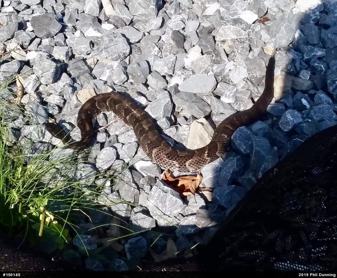 Timber Rattlesnake