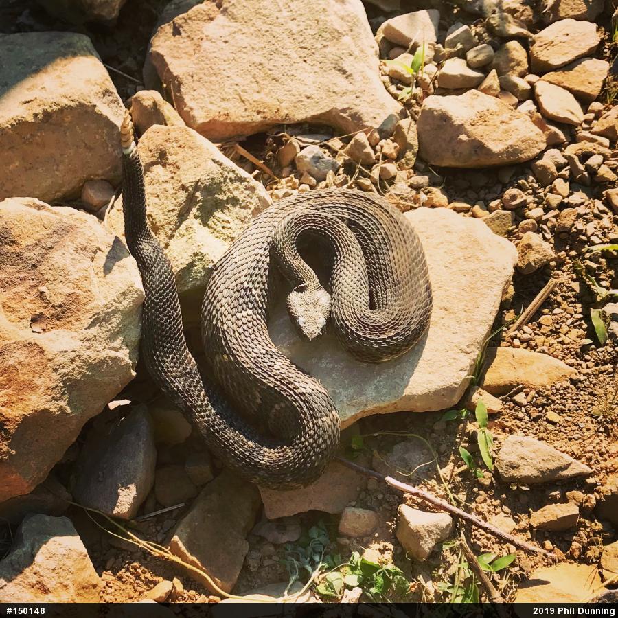 Timber Rattlesnake