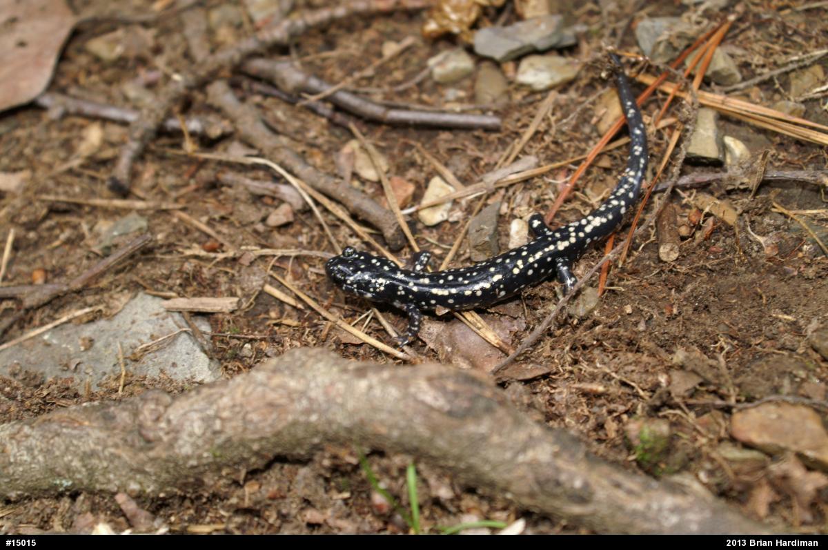 Northern Slimy Salamander