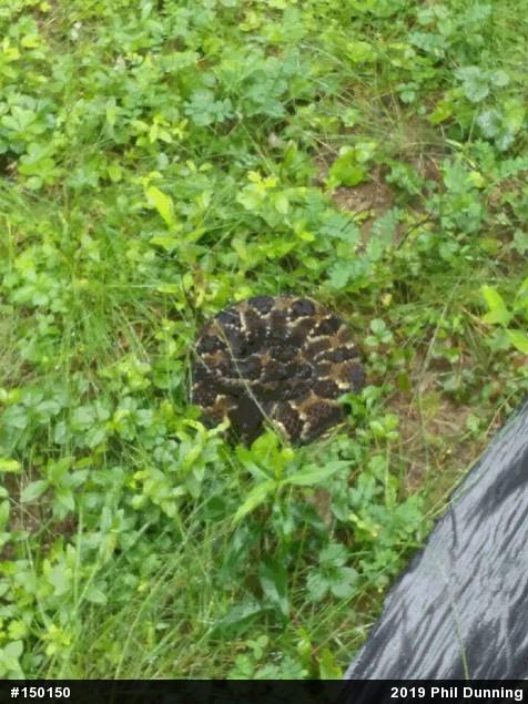 Timber Rattlesnake