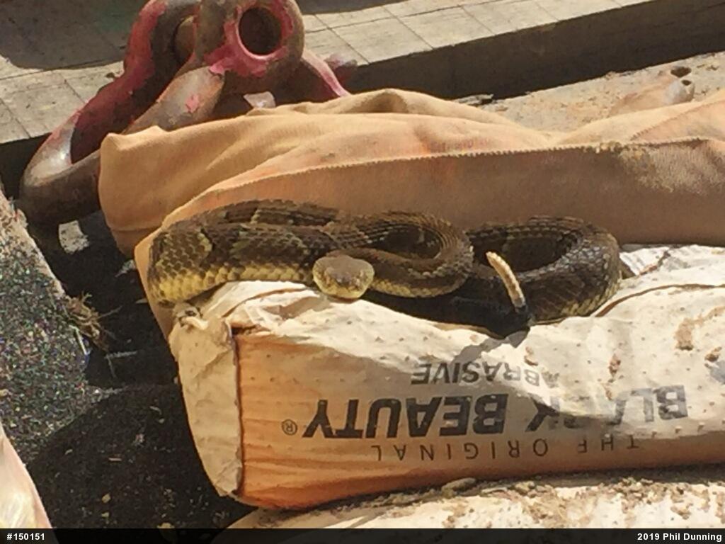 Timber Rattlesnake