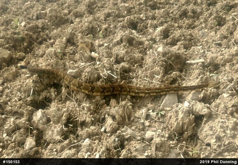 Timber Rattlesnake