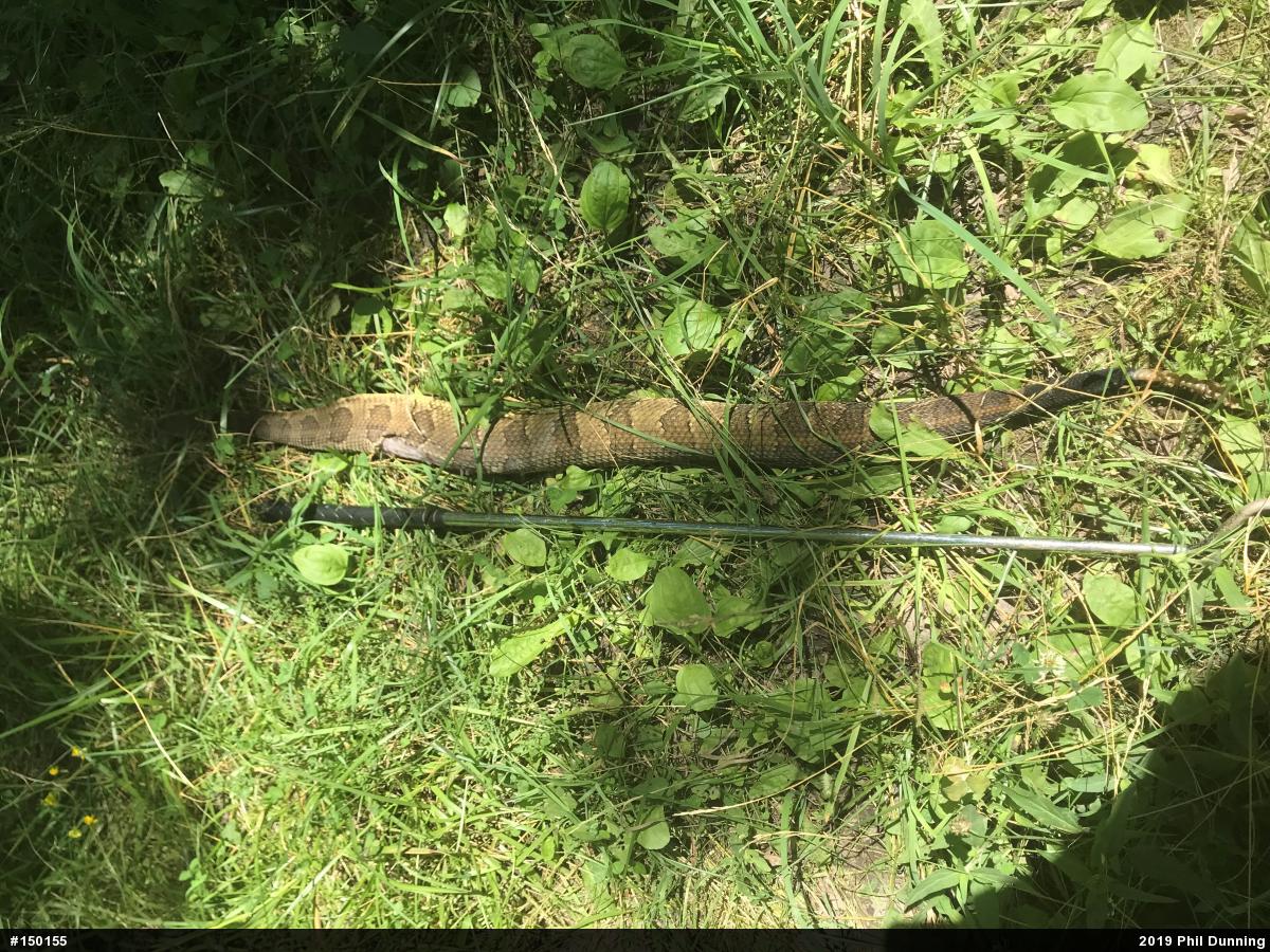 Timber Rattlesnake