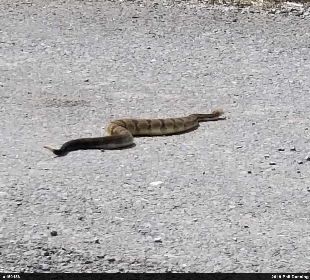 Timber Rattlesnake