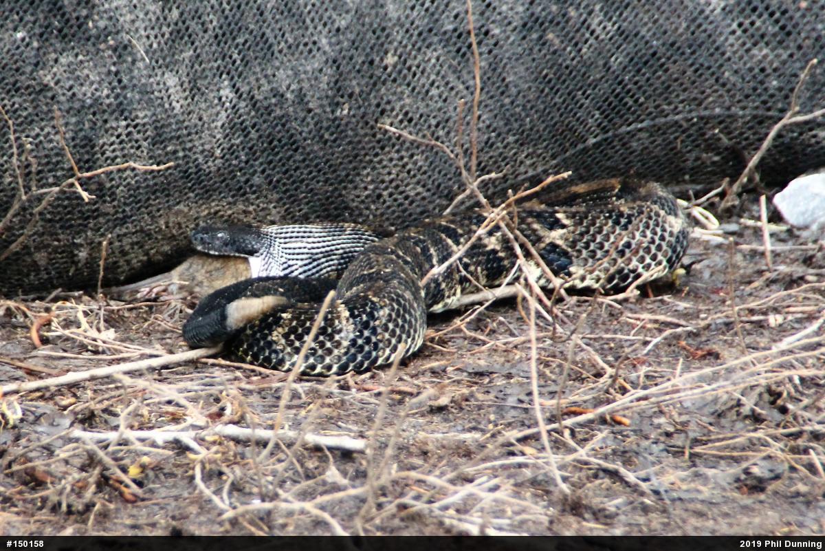 Timber Rattlesnake
