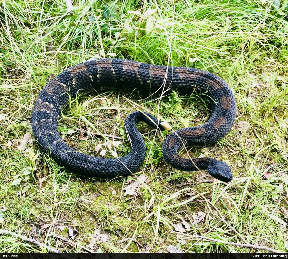 Timber Rattlesnake