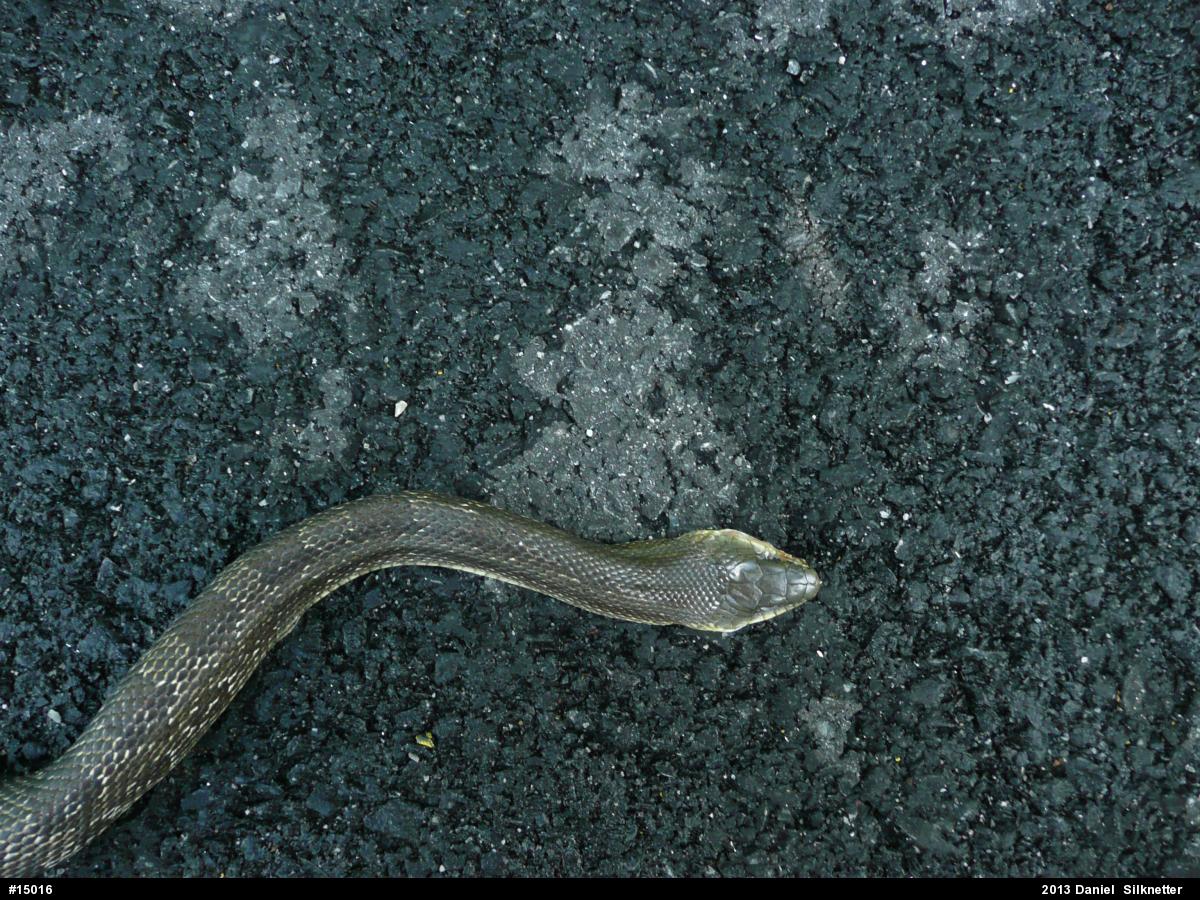 Eastern Ratsnake