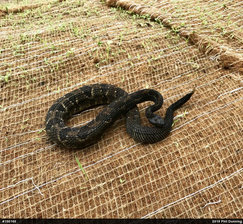 Timber Rattlesnake
