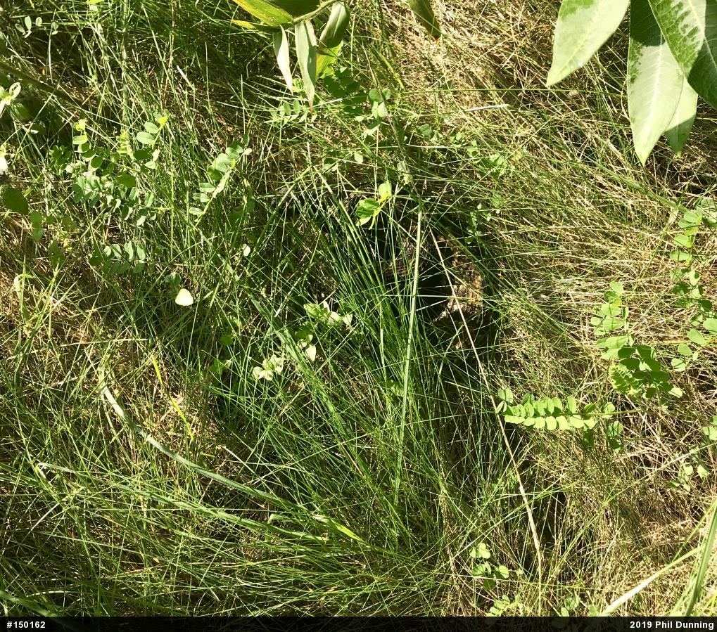 Timber Rattlesnake