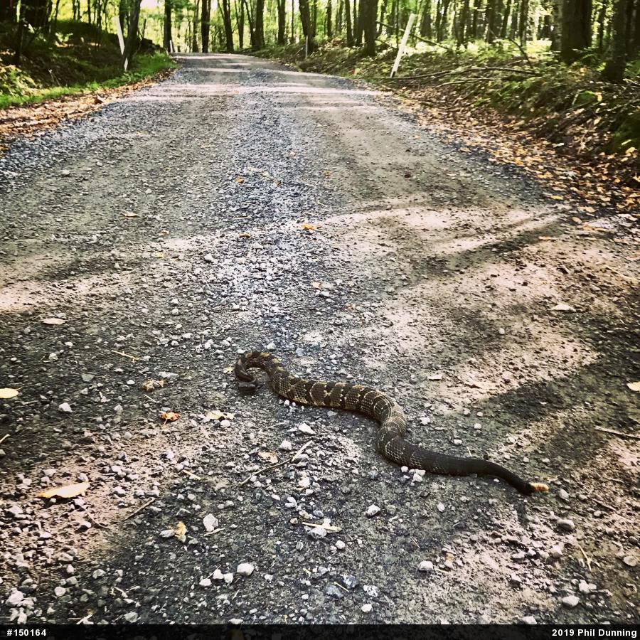 Timber Rattlesnake