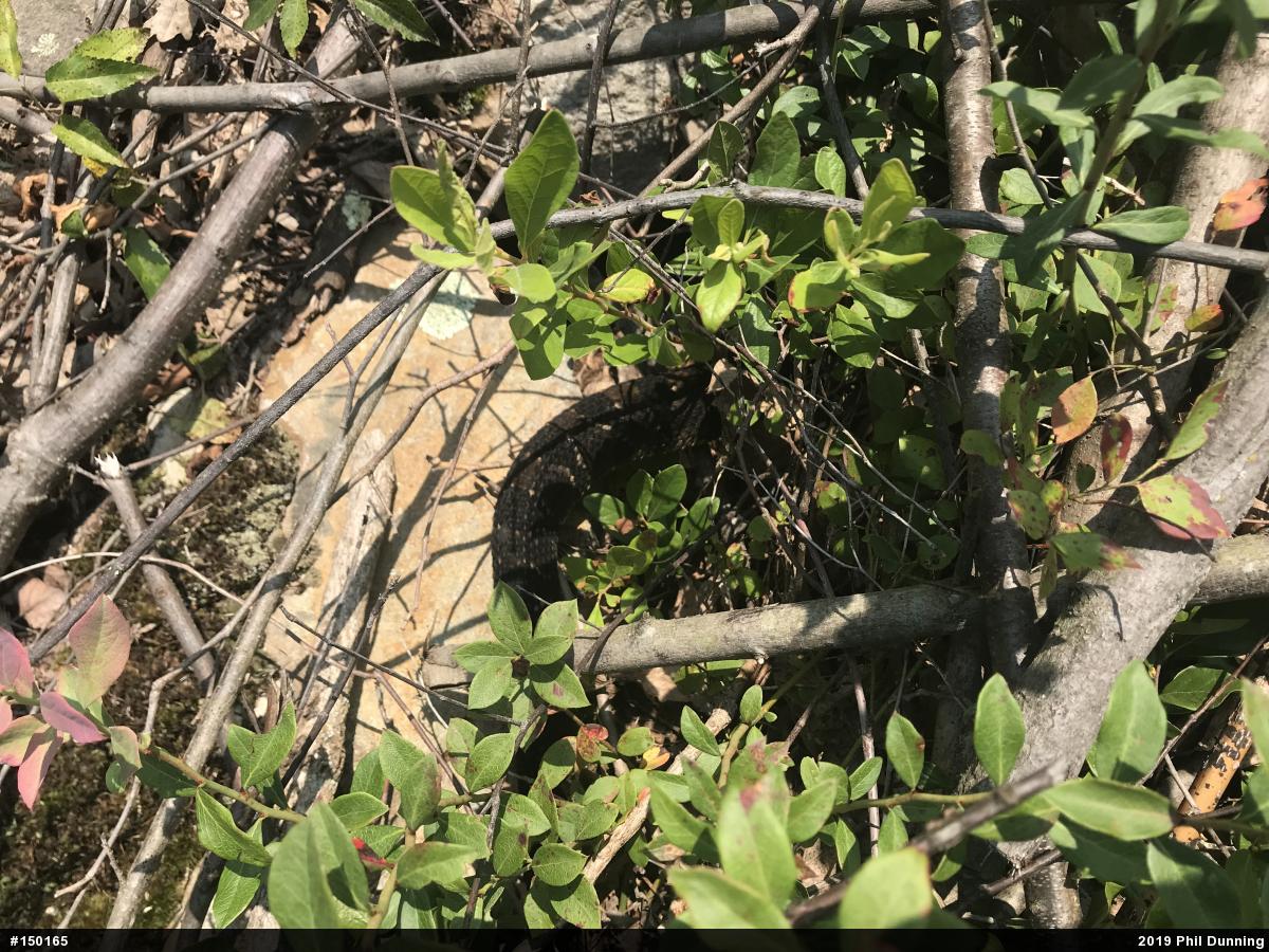 Timber Rattlesnake