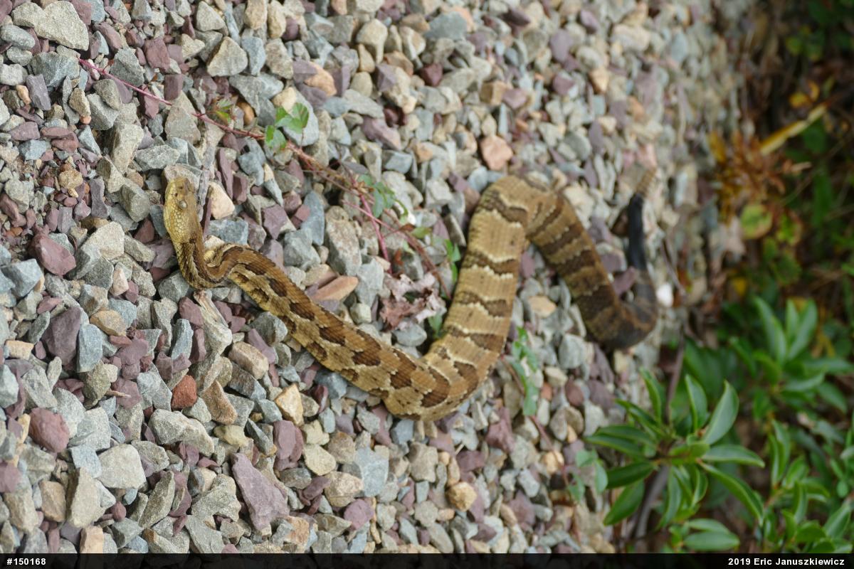 Timber Rattlesnake