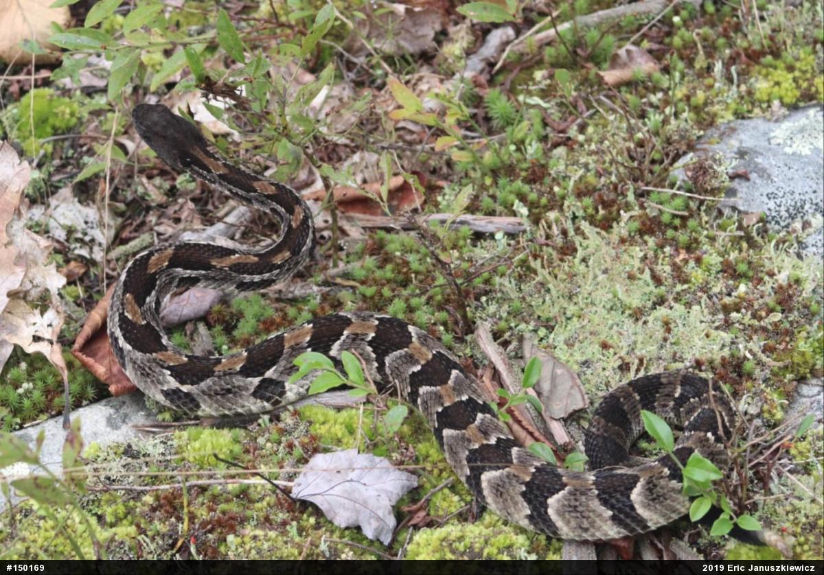 Timber Rattlesnake