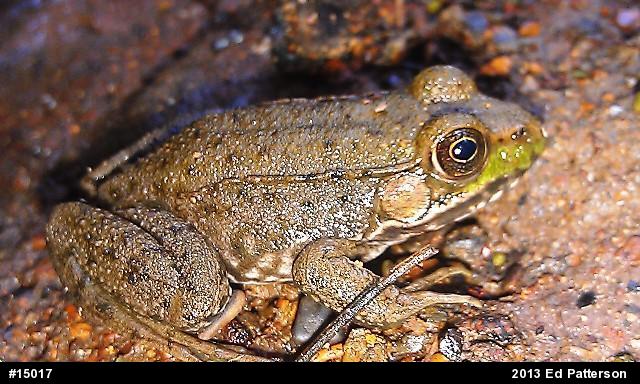 Green Frog