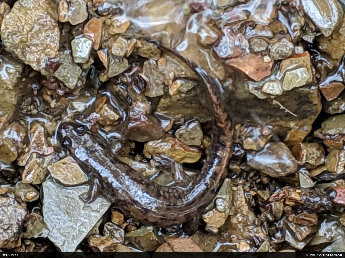 Seal Salamander