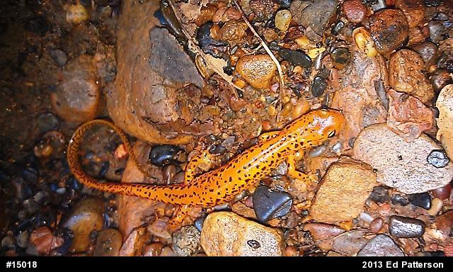 Eastern Long-tailed Salamander