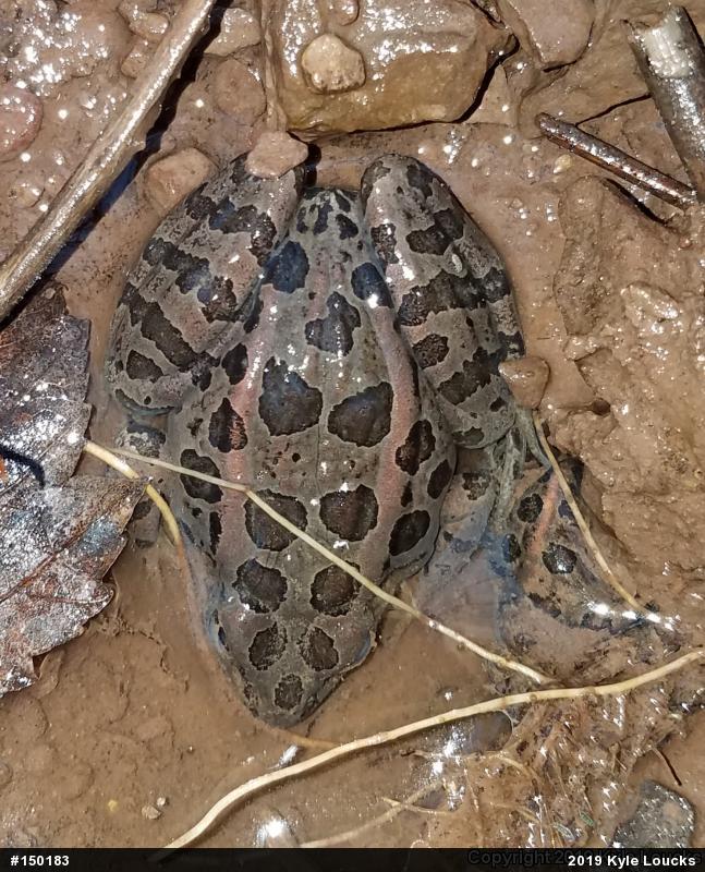 Pickerel Frog