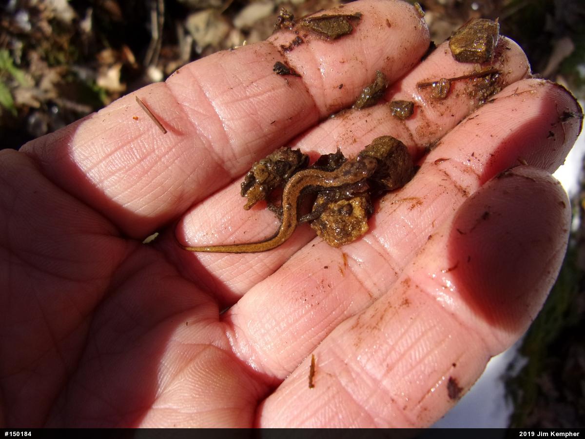 Allegheny Mountain Dusky Salamander