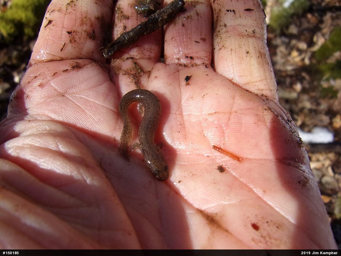Northern Spring Salamander