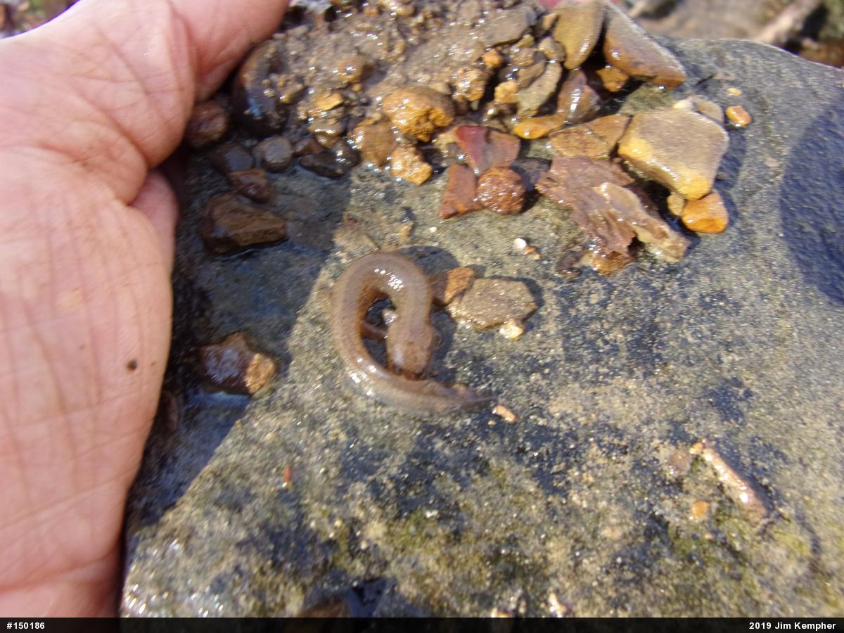 Northern Spring Salamander