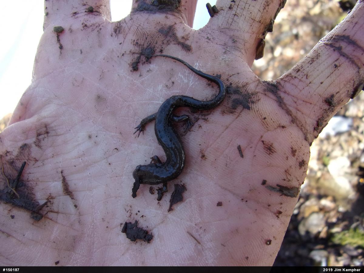 Allegheny Mountain Dusky Salamander