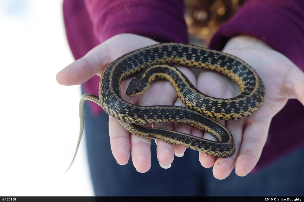 Eastern Gartersnake