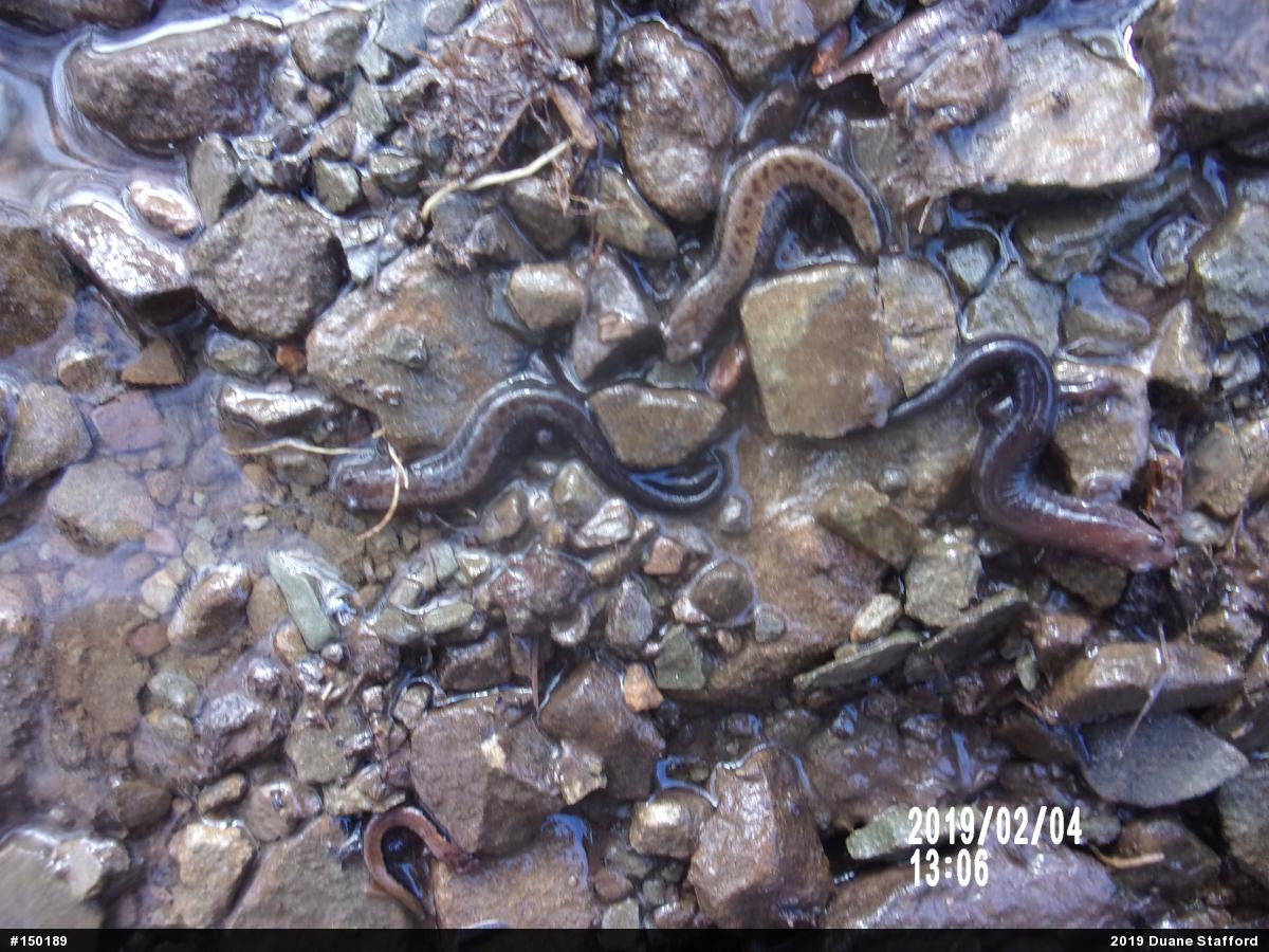 Allegheny Mountain Dusky Salamander