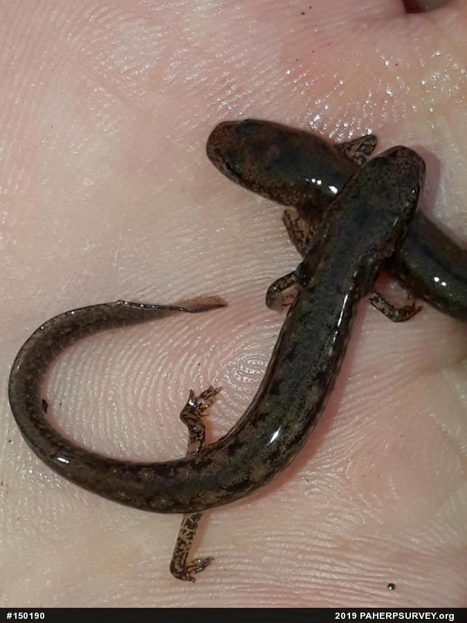 Northern Two-lined Salamander