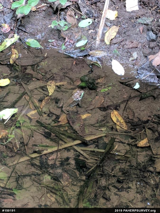 Green Frog