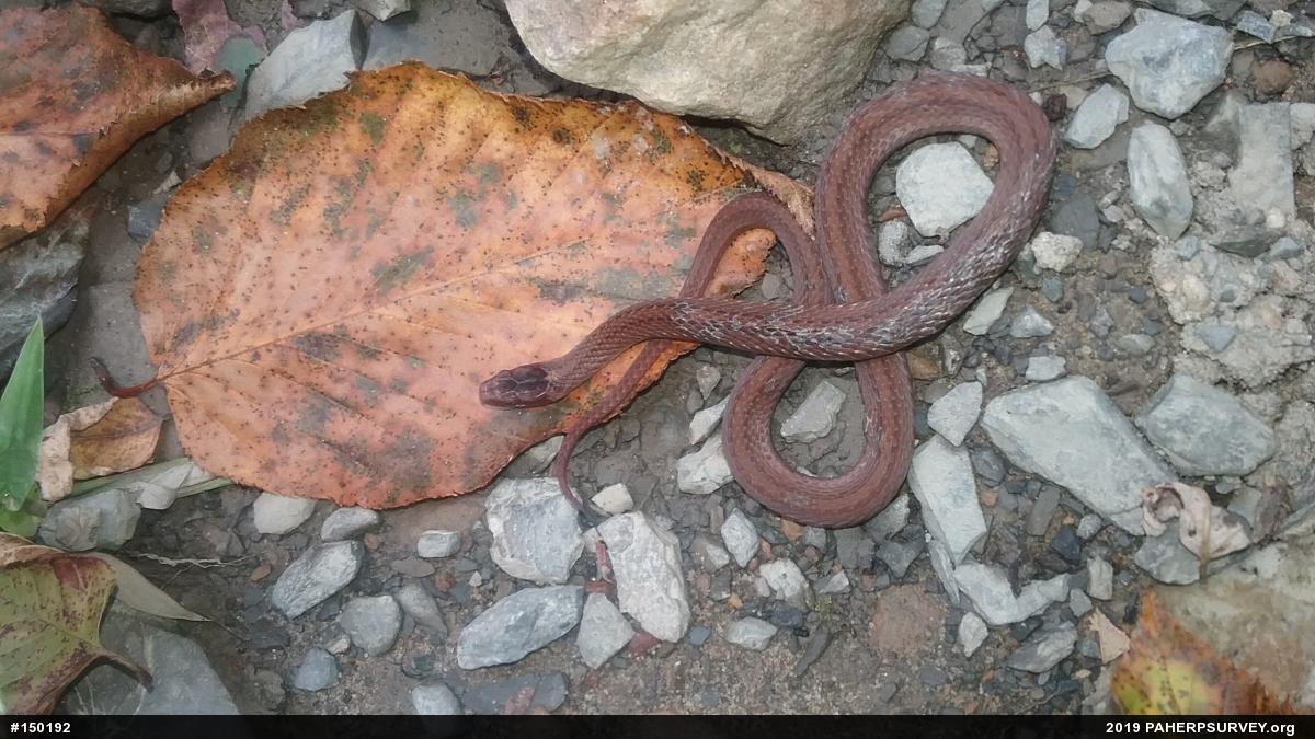 Red-bellied Snake