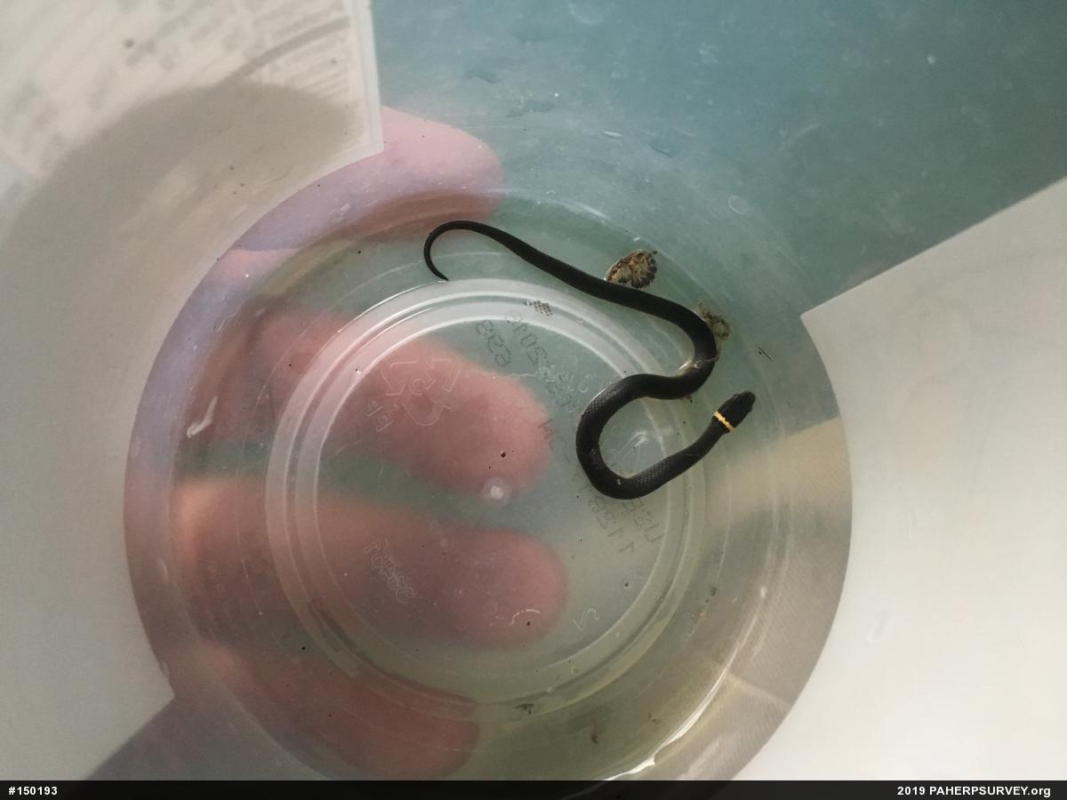 Northern Ring-necked Snake