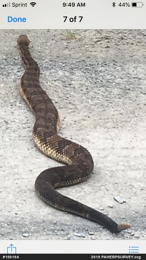 Timber Rattlesnake