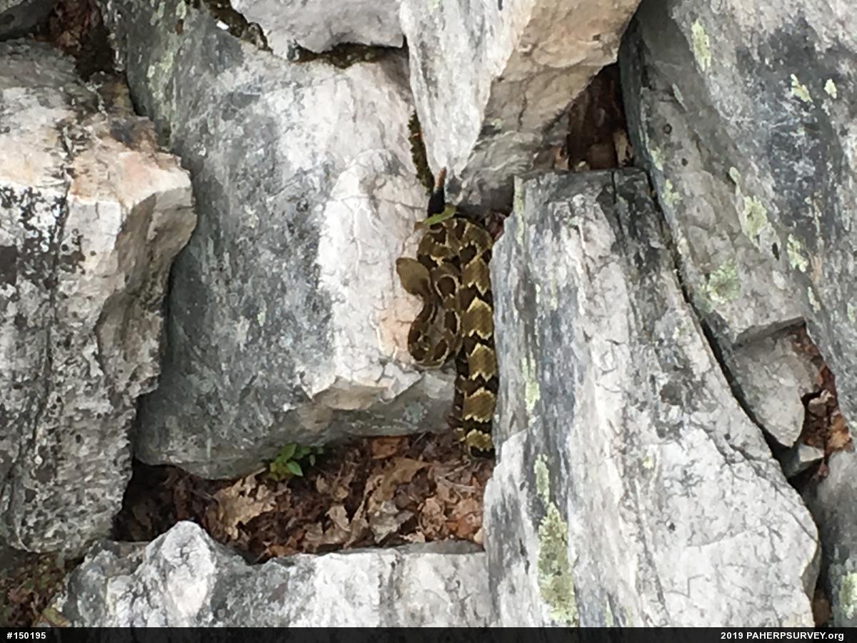 Timber Rattlesnake