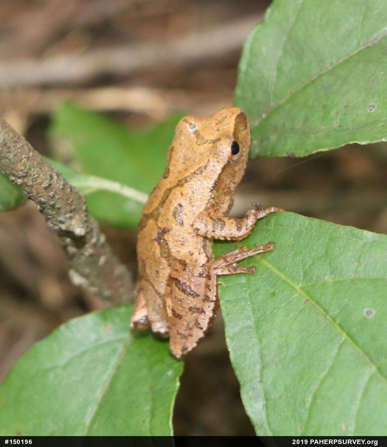 Spring Peeper