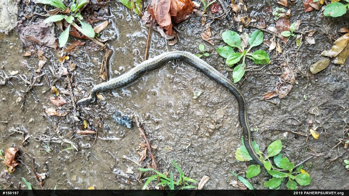 Eastern Gartersnake