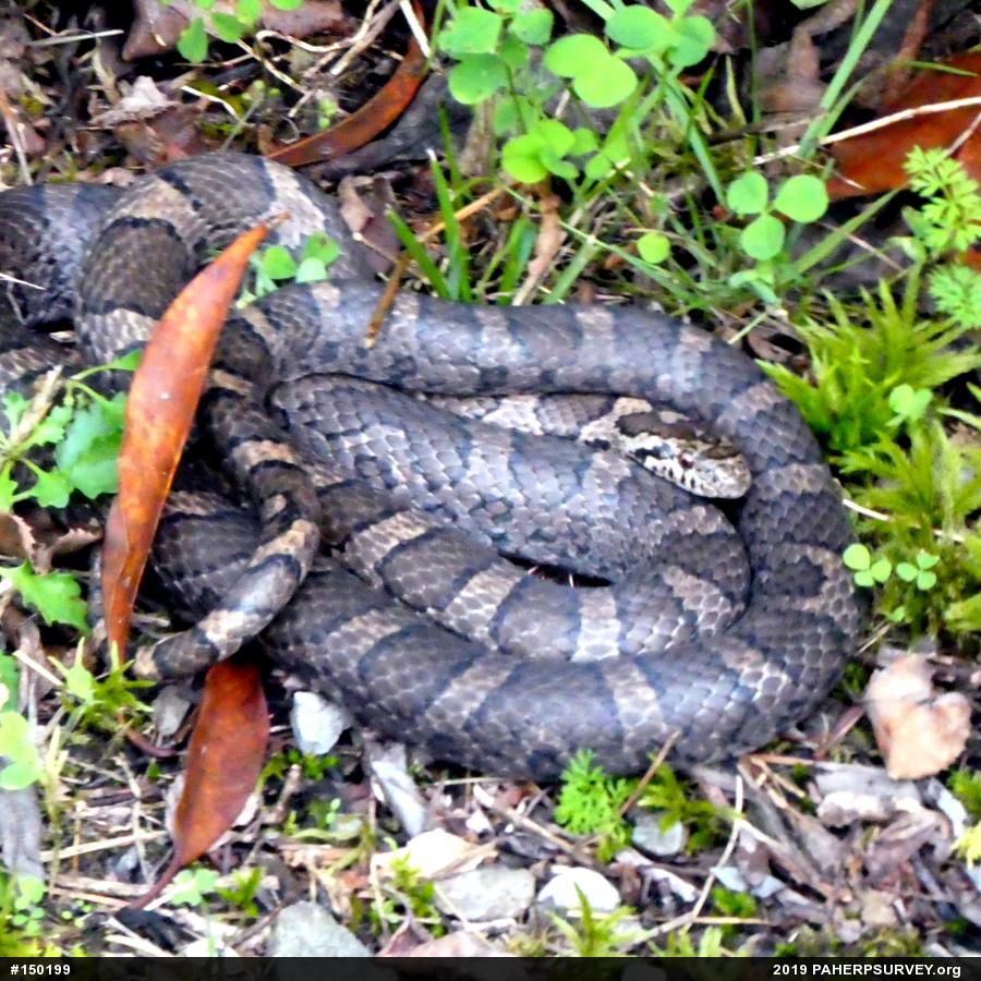 Eastern Milksnake