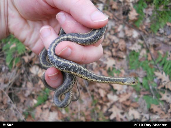 Eastern Gartersnake