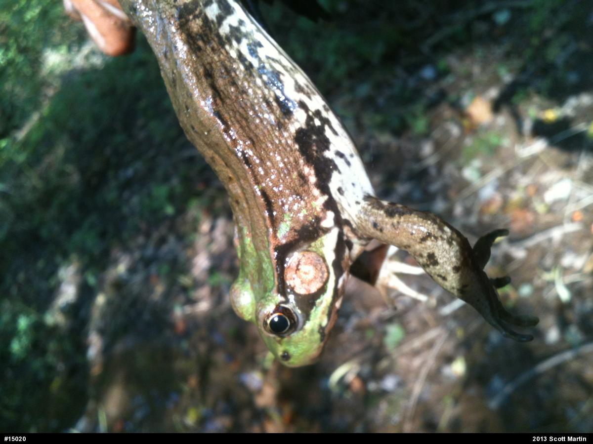 Green Frog