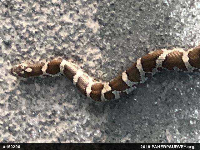 Eastern Milksnake
