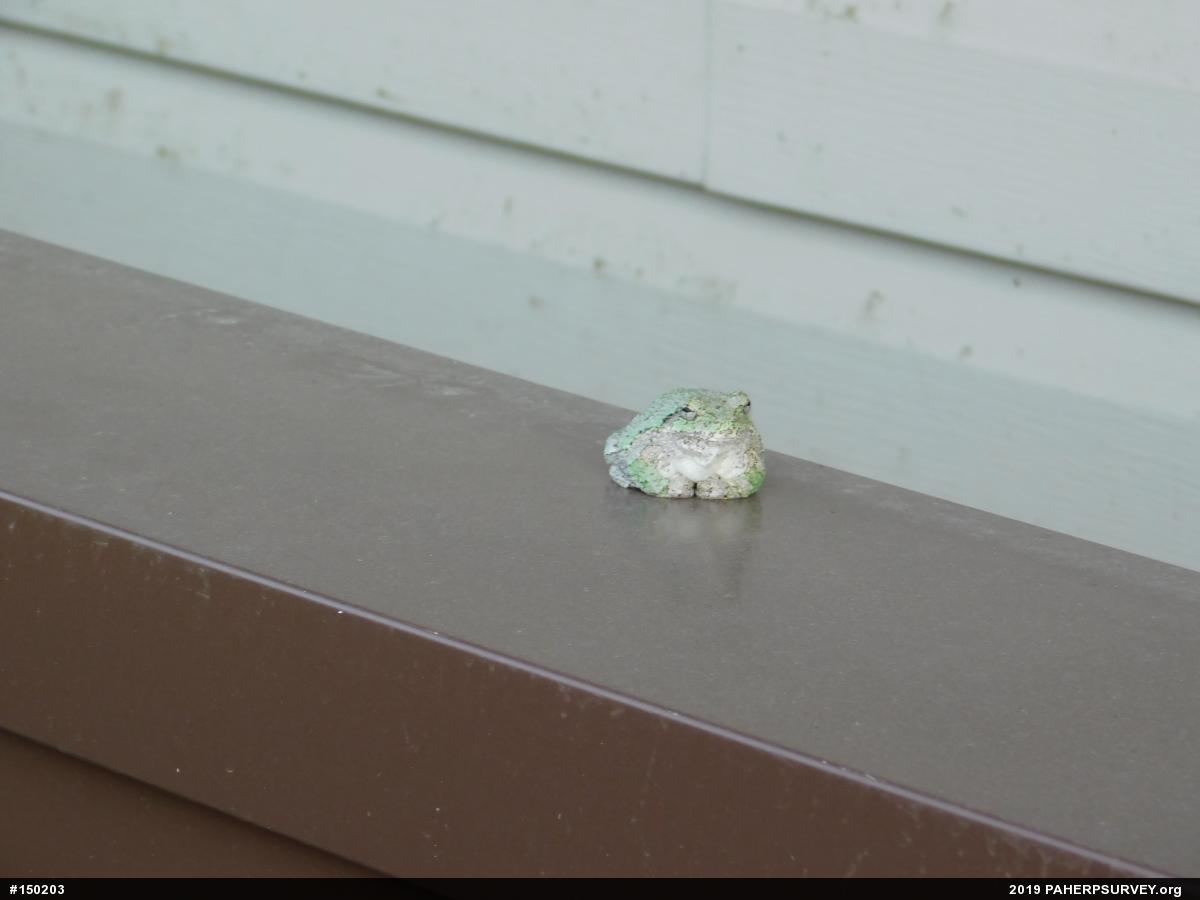 Unknown Gray Treefrog