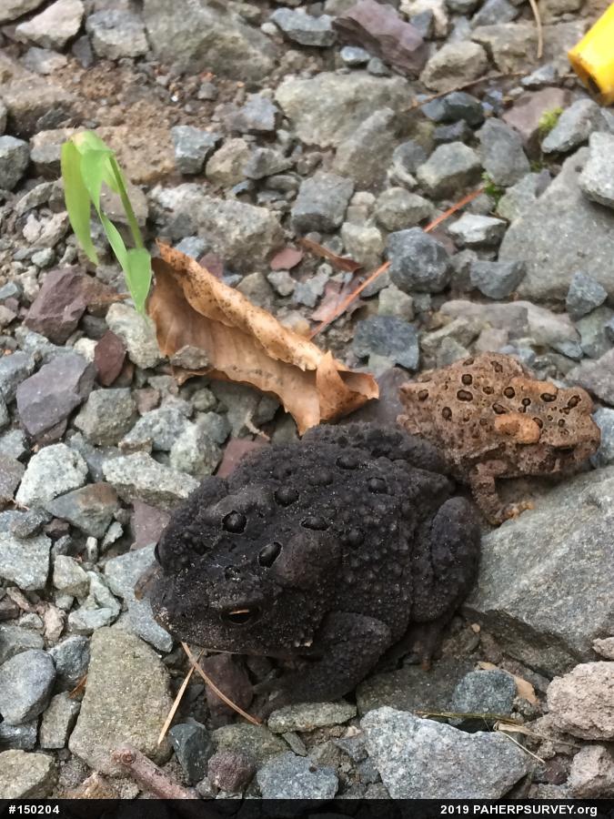 Eastern American Toad