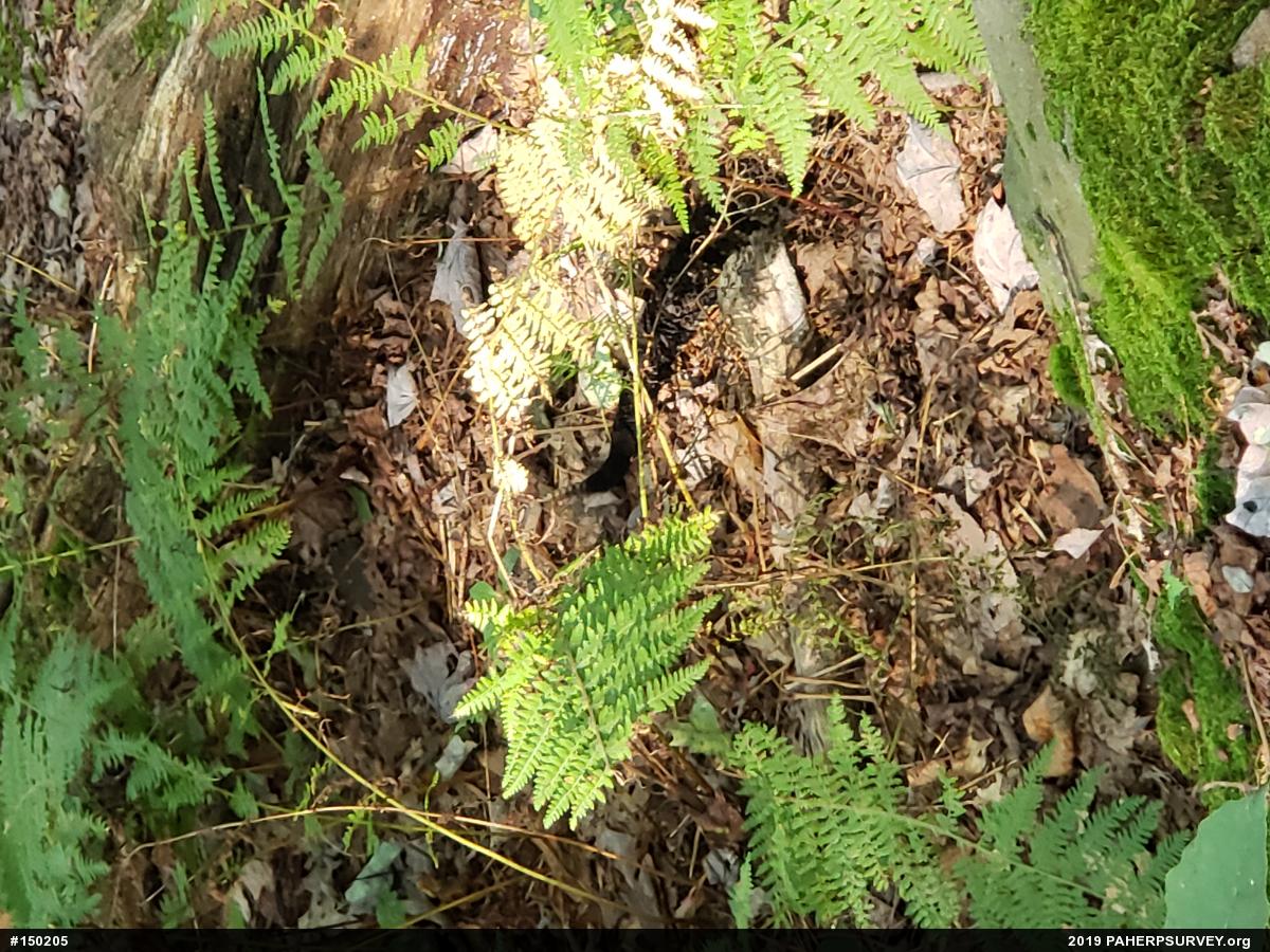 Timber Rattlesnake