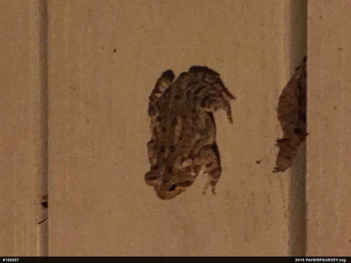 Eastern American Toad