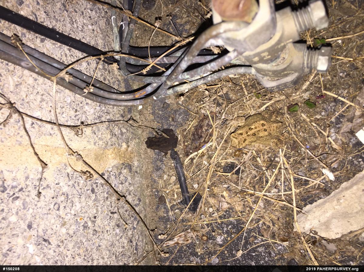 Eastern American Toad