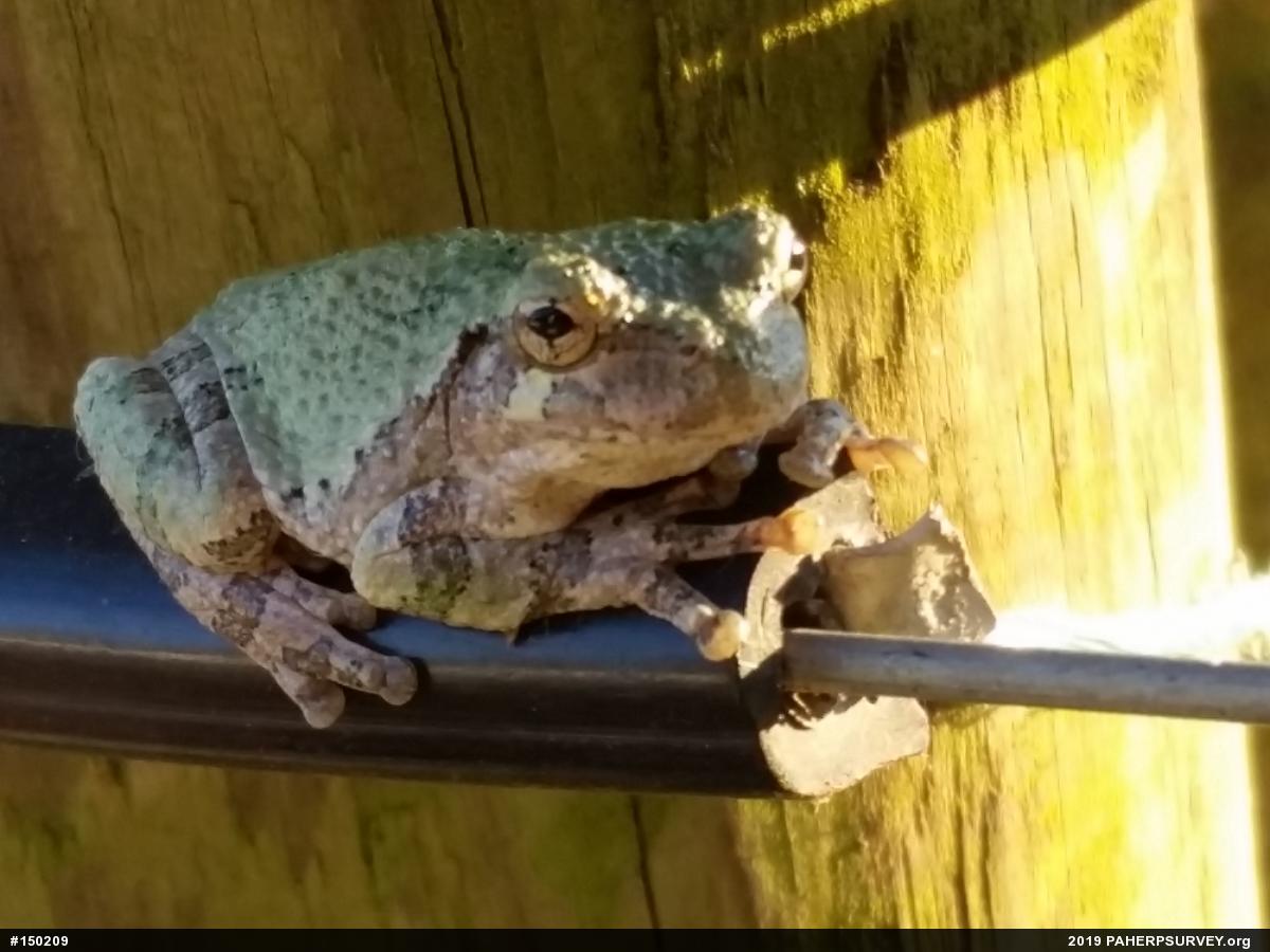 Unknown Gray Treefrog